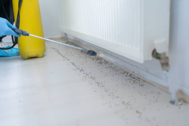 Trusted Weston, WI Pest Control Experts